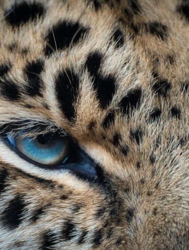 brown and black leopard illustration