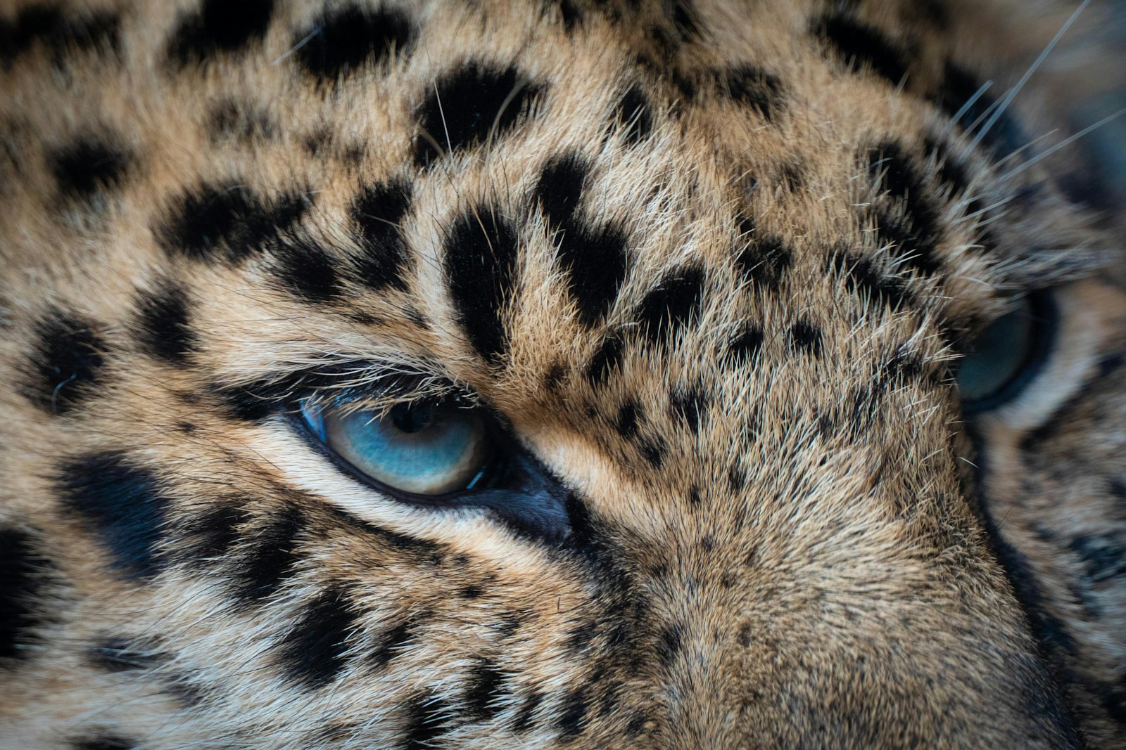 brown and black leopard illustration
