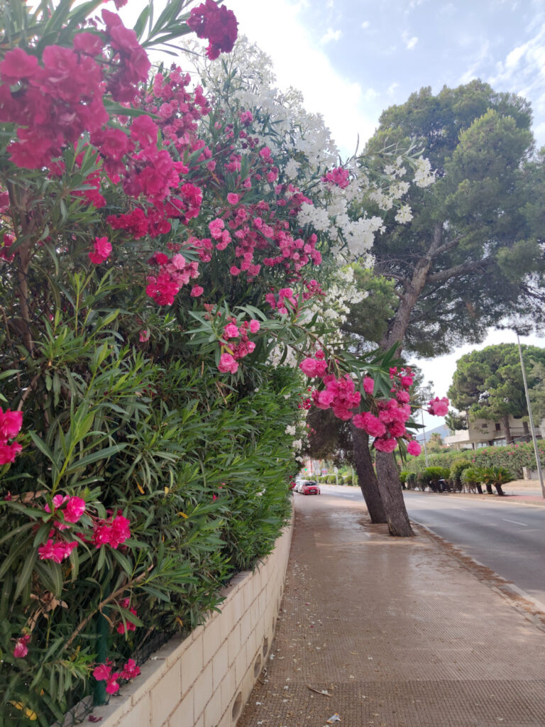 Spain denia downtown 9