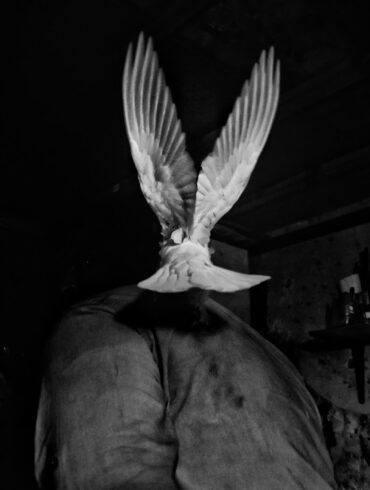 grayscale photography of bird
