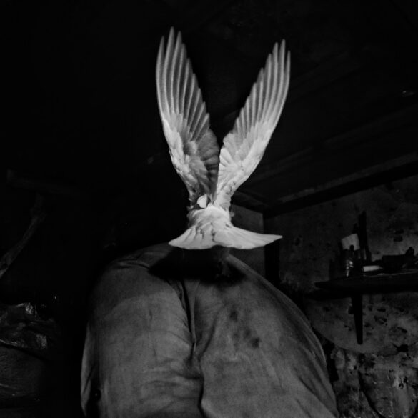 grayscale photography of bird