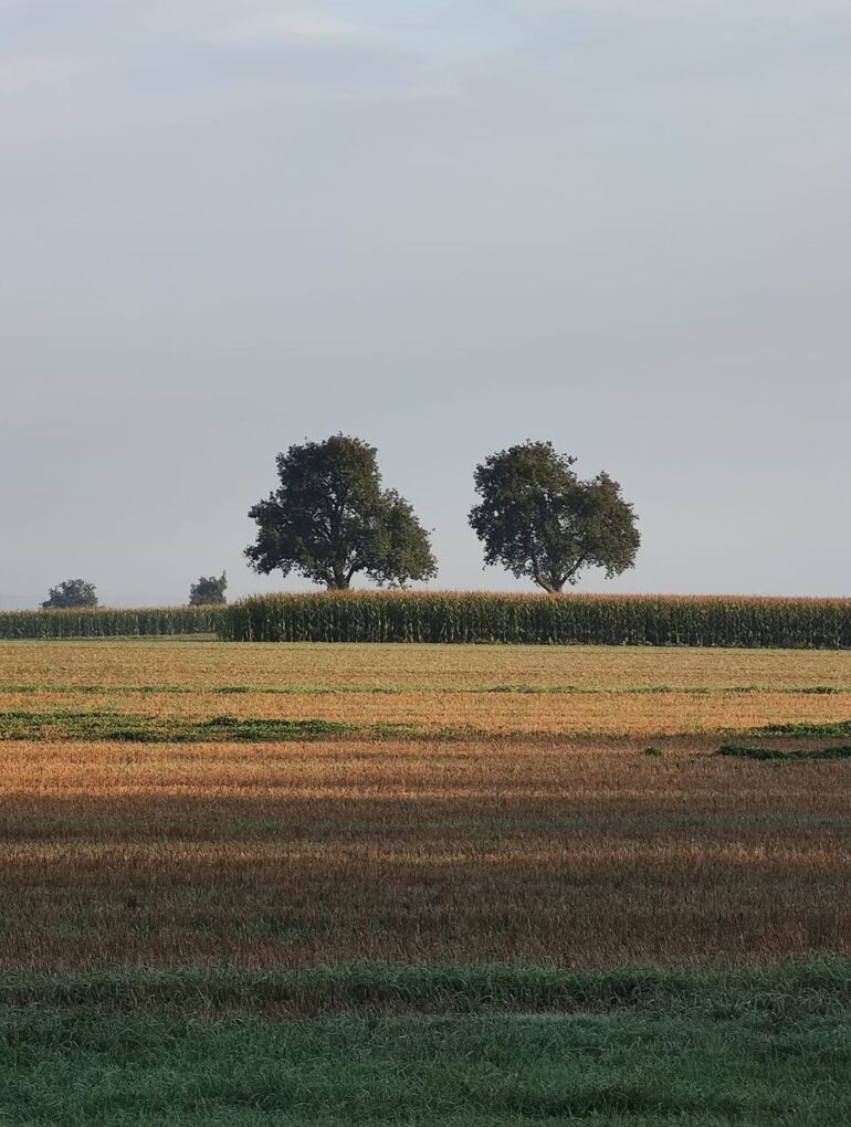 Land of freedom 1440