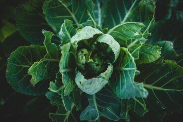 a plant with green leaves