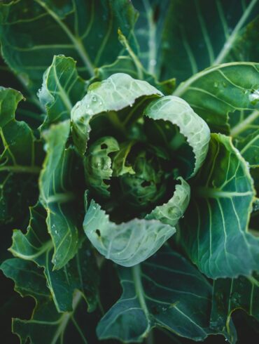 a plant with green leaves
