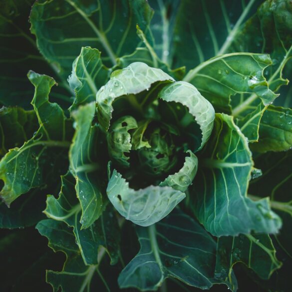 a plant with green leaves