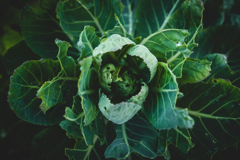 a plant with green leaves