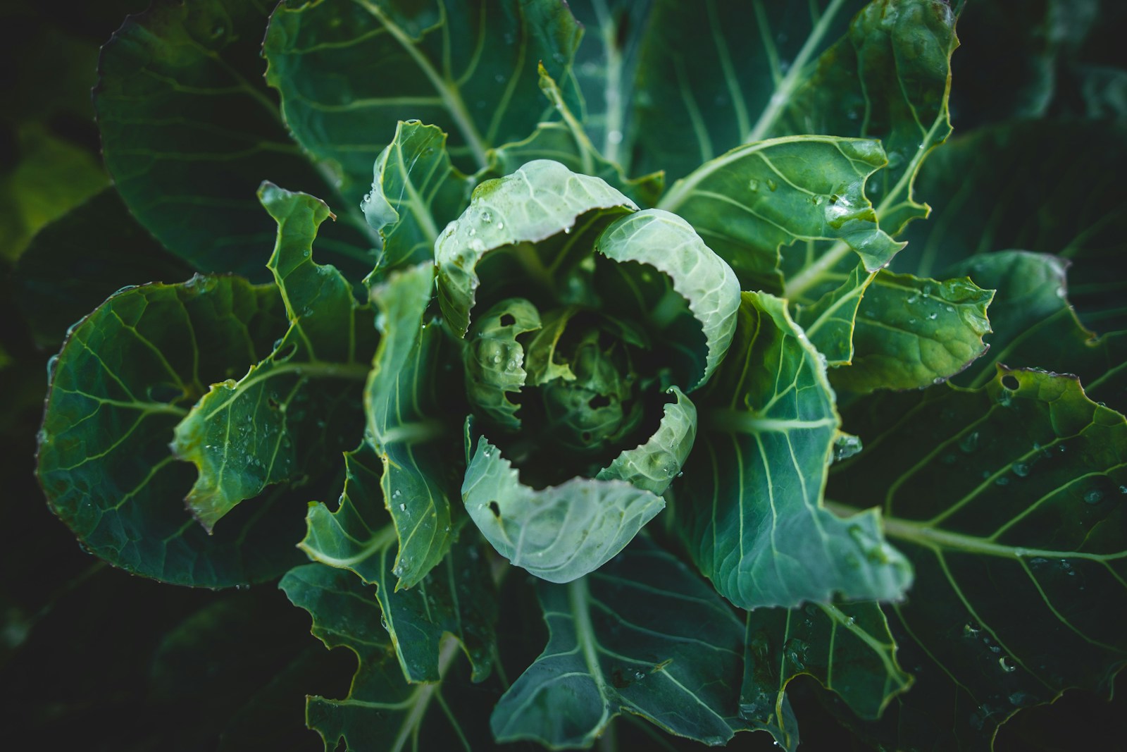 a plant with green leaves