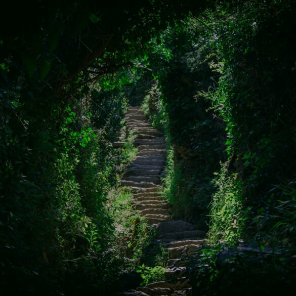 narrow pathway surrounded by green plants