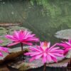 pink flowers on a lily pad