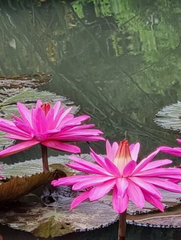 pink flowers on a lily pad