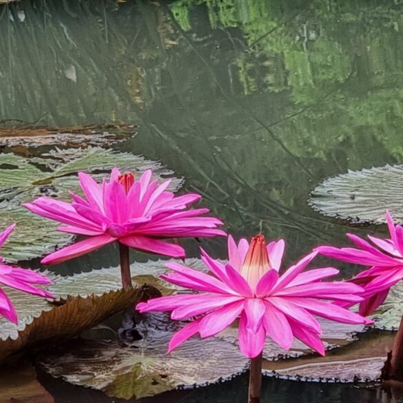 pink flowers on a lily pad