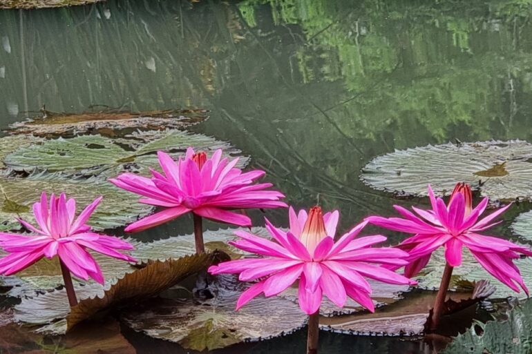pink flowers on a lily pad