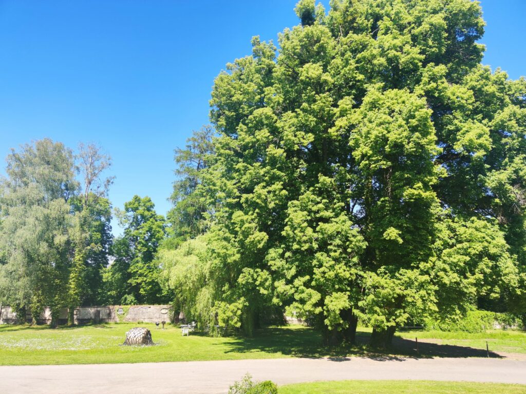 IMG 20260529