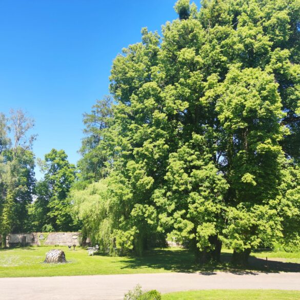 IMG 20260529