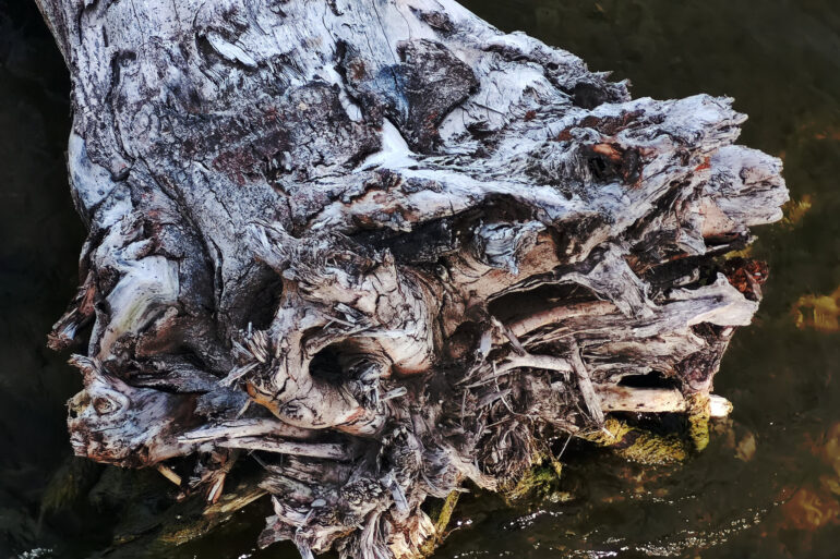 Roots