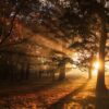 green leaf trees during sunrise