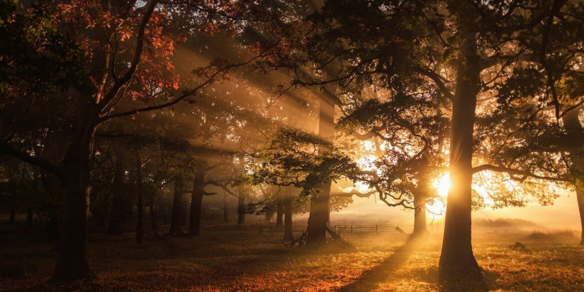 green leaf trees during sunrise