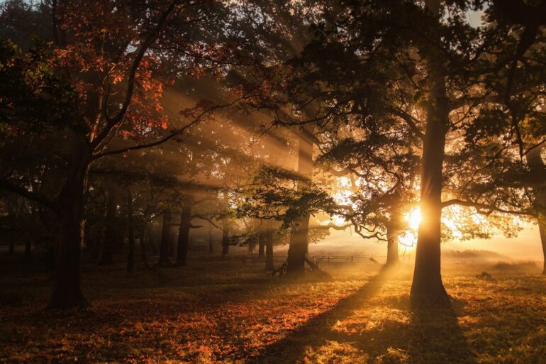 green leaf trees during sunrise