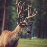 Young Buck by Kevin Russ