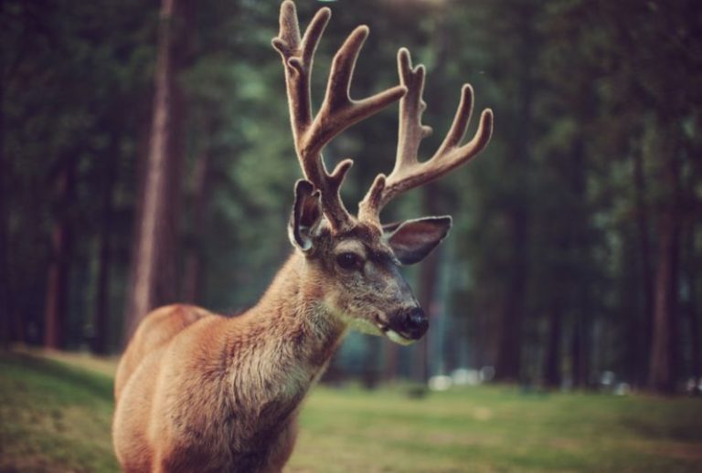 Young Buck by Kevin Russ