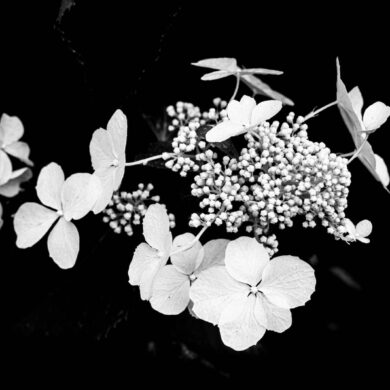 grayscale photo of white flowers