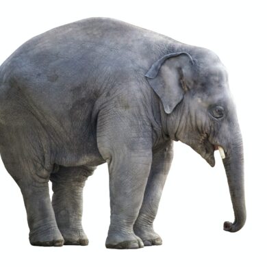 gray elephant with white background