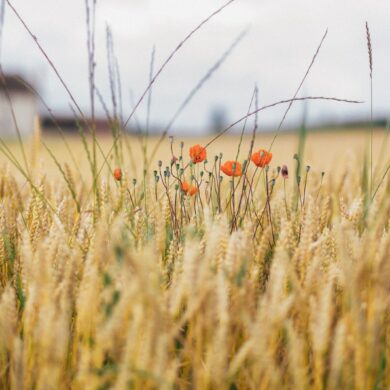 brown rice field