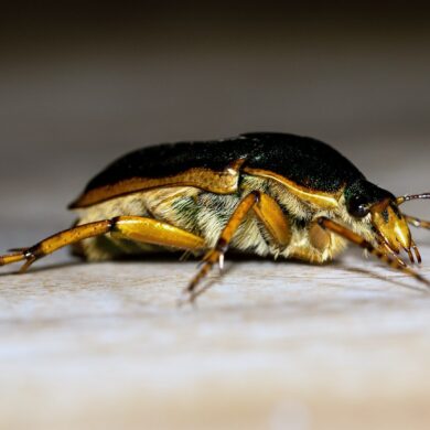 black and brown beetle on brown surface in close up photography