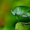 green grasshopper perched on green leaf in close up photography during daytime