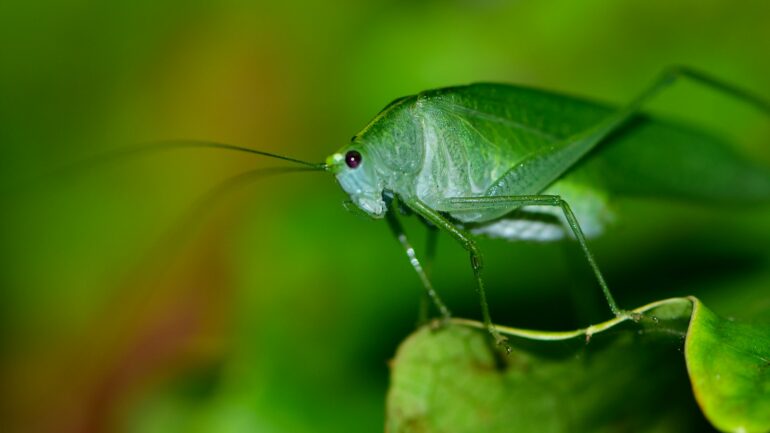 green grasshopper perched on green leaf in close up photography during daytime
