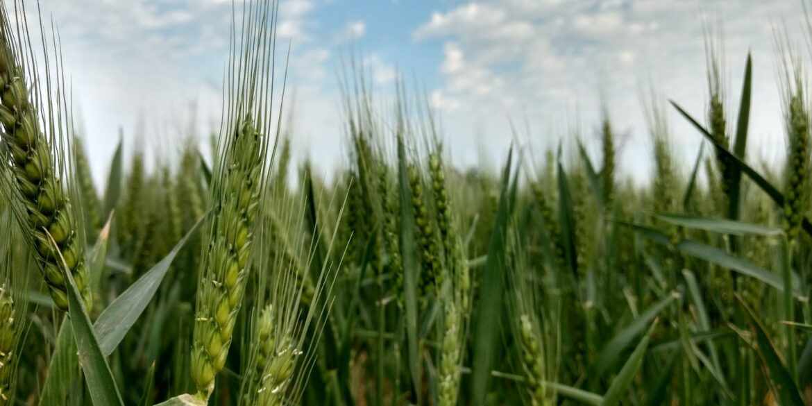 green rice wheat