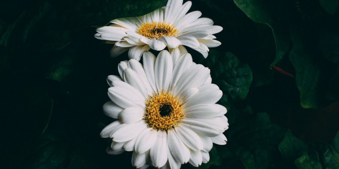 two white daisies