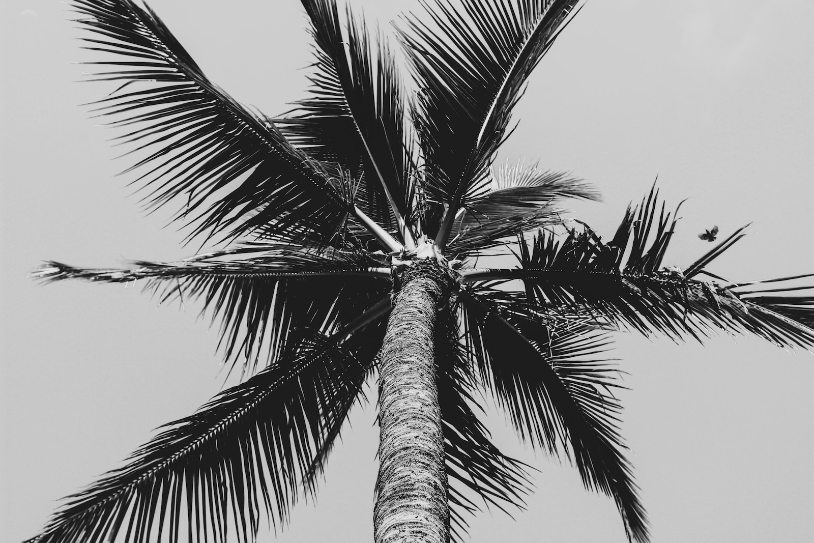 grayscale low angle photography of coconut palm tree