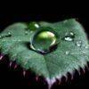 water droplets on green leaf