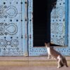 white and black cat on brown wooden window