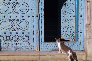 white and black cat on brown wooden window