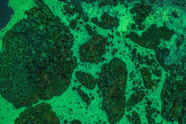 an aerial view of a body of water covered in green algae